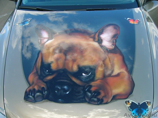 cute dog on car