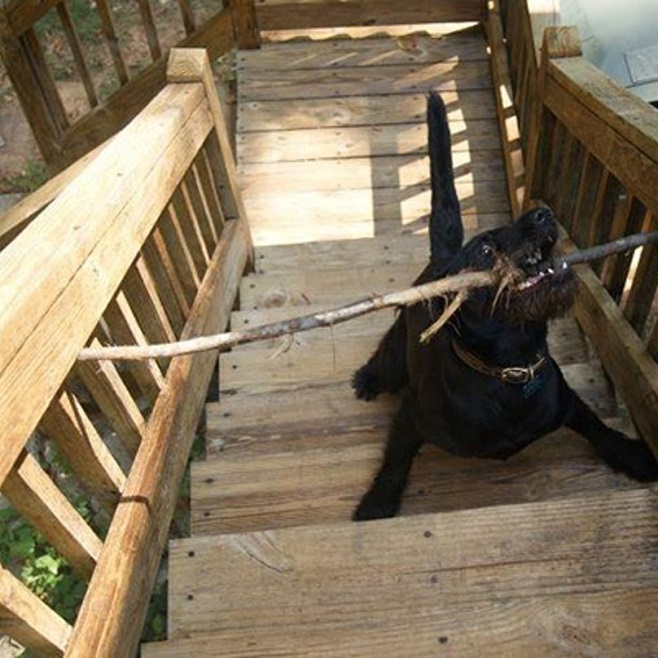 cute dog stick stairs funny
