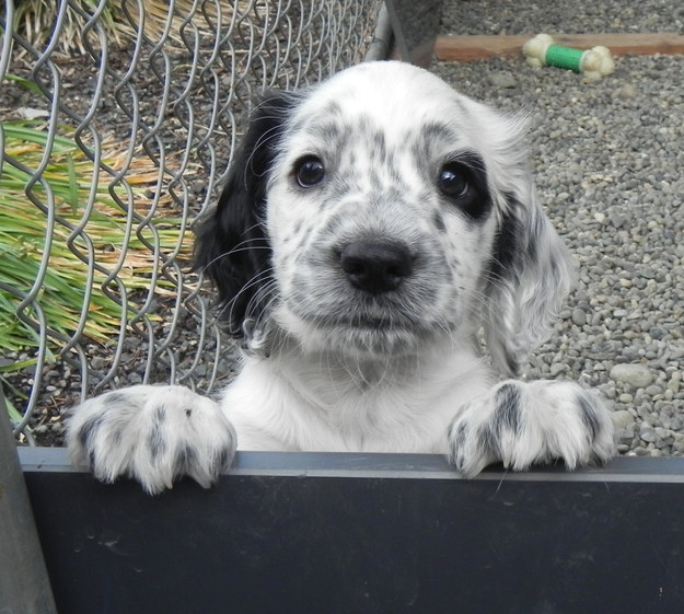 cute freckled pup want play
