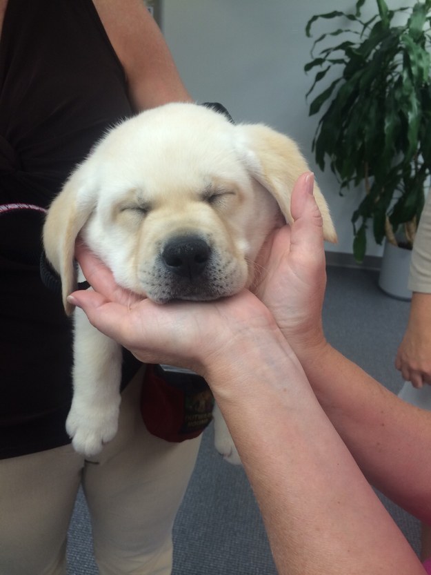 cute lab puppy arms love