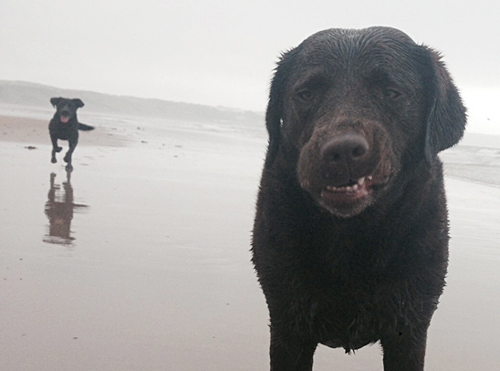 cute labrador face