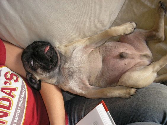 cute pug sleeping