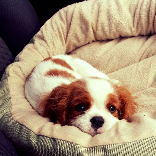 cute pup eyes spaniel
