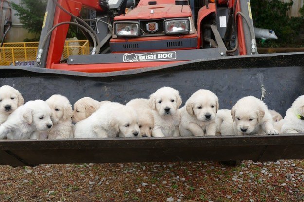 cute puppies tractor