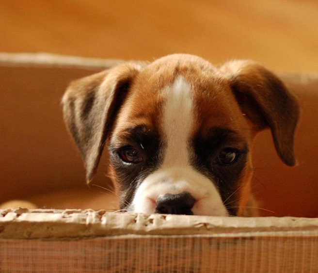 cute puppy boxer dog face staring