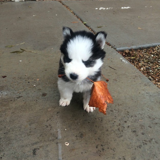cute puppy with leaf in mouth