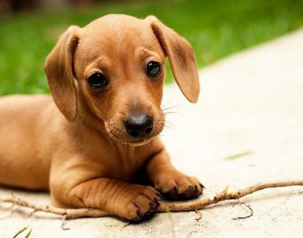 cute puppy with stick dachshund