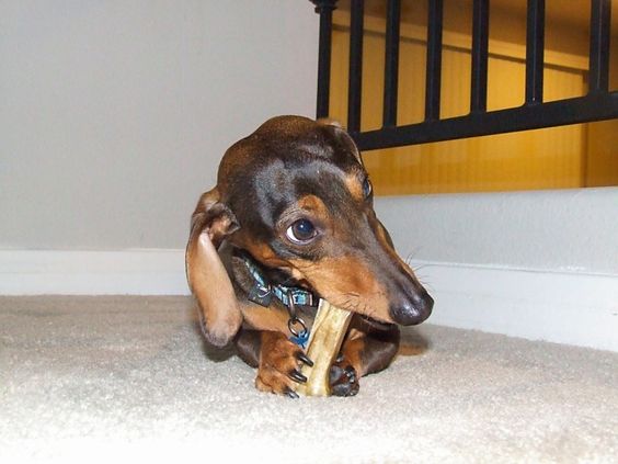 dachshund eating bone pics dog