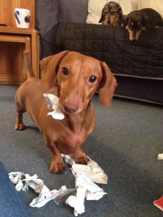 dachshund mess pics