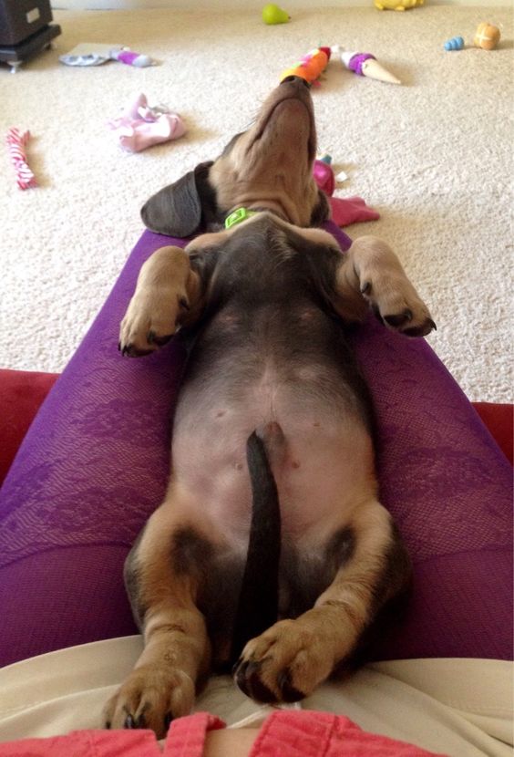 dachshund nap time legs