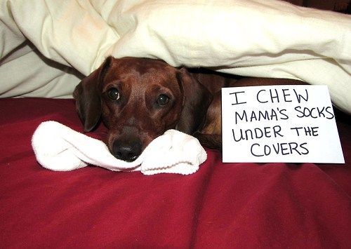 dachshund socks dog pics