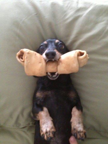 dachshund with bone in mouth