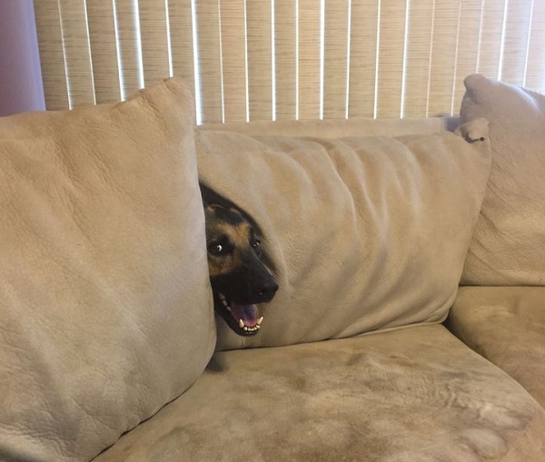 dog and sofa funny