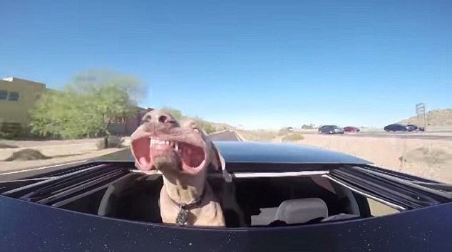 dog car wind