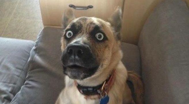 15 Dog Pictures So Funny, We Dare You Not To Laugh 9
