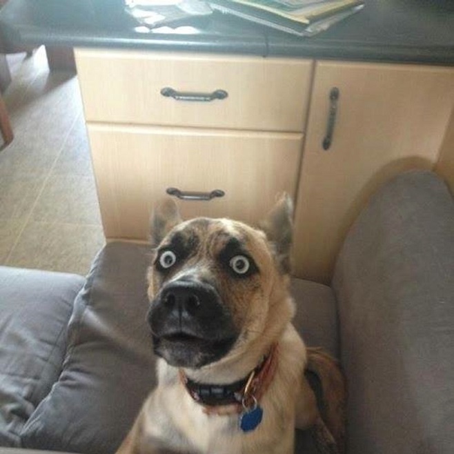dog eyes face funny welcome
