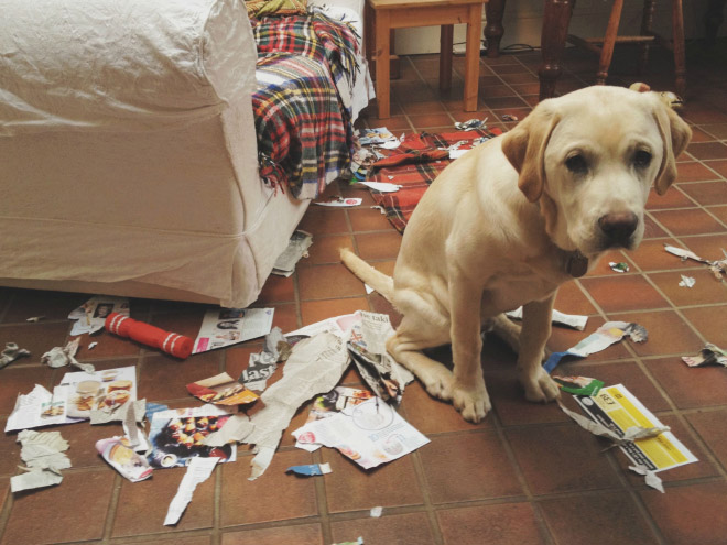 dog guilty labrador