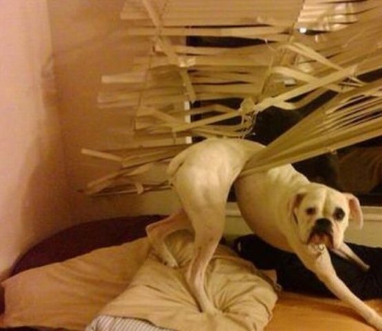 dog guilty