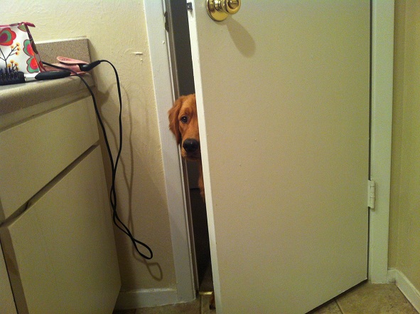 dog looking door