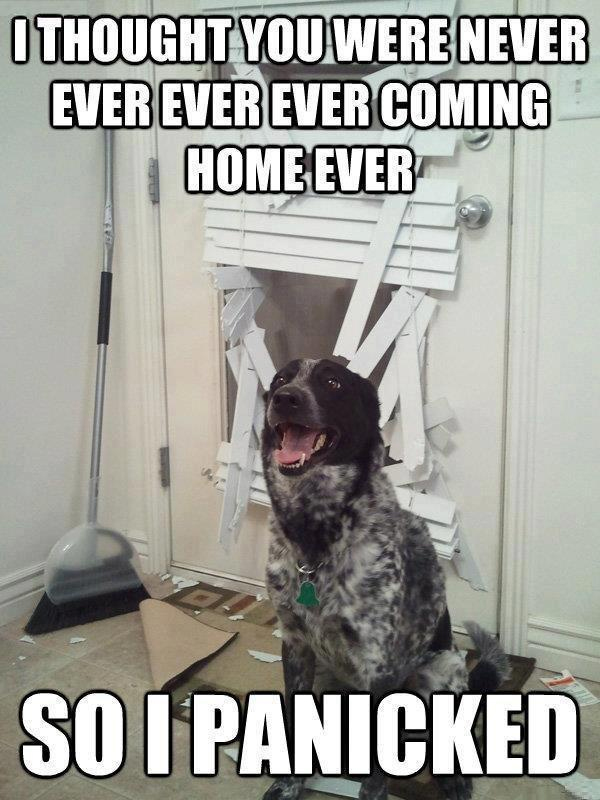 dog meme panicked
