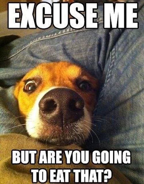 dog meme