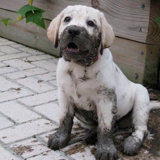 dog puppy mud