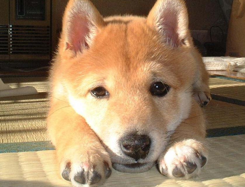 dog puppy