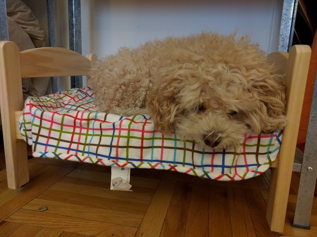 dog sleep pics cute baby