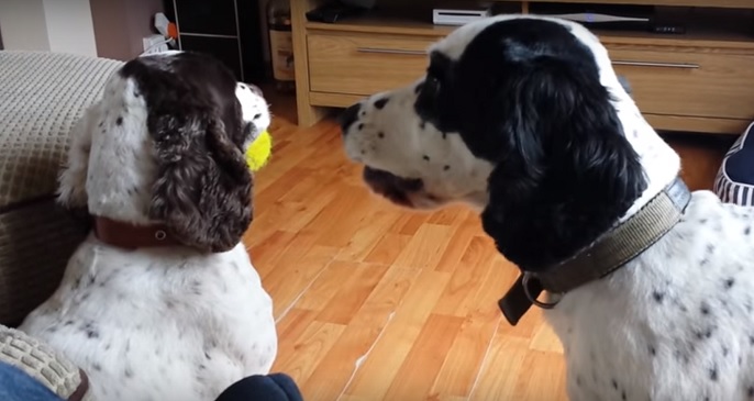 These Two Dogs Are Best Friends... But Hey, That's My Ball! 7