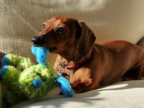 doxie dog toy pics dachshund