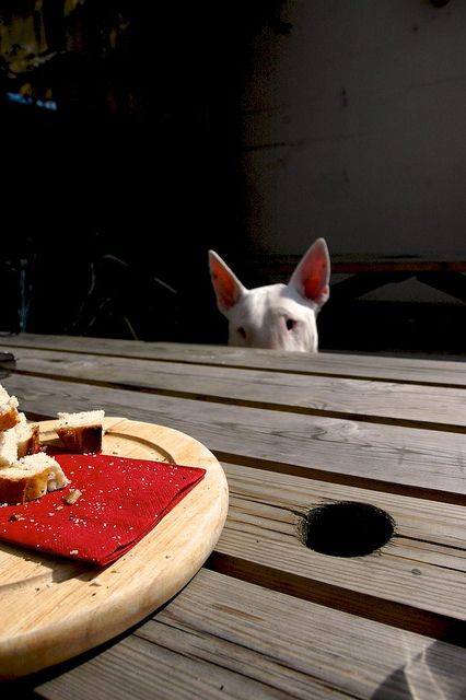 english bull terrier food pics