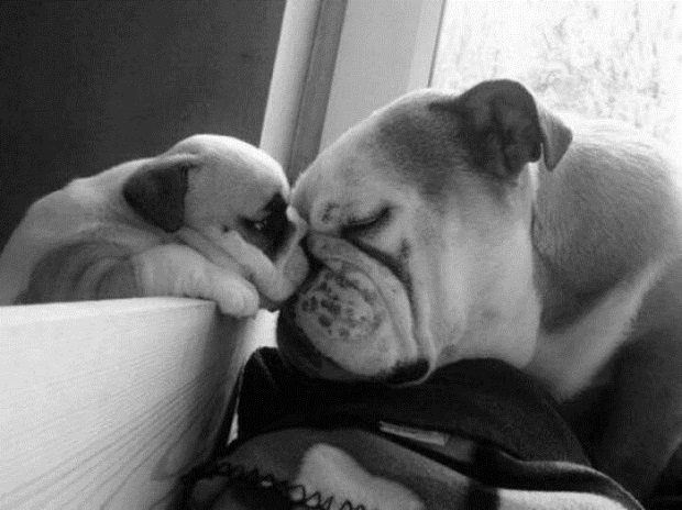 english bulldog family