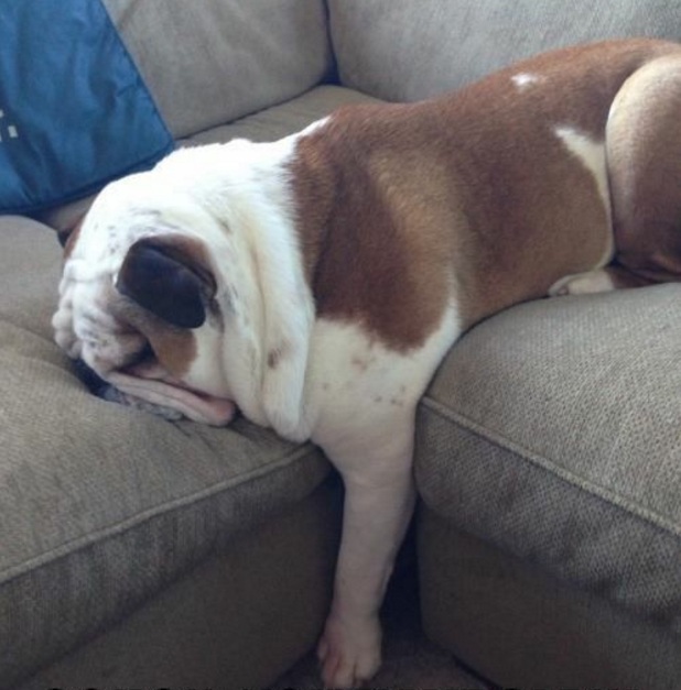 english-bulldog-nap-time