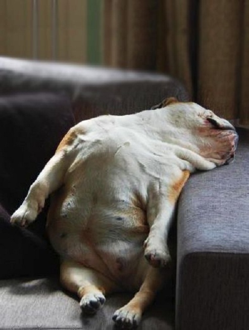english bulldog sleep dog