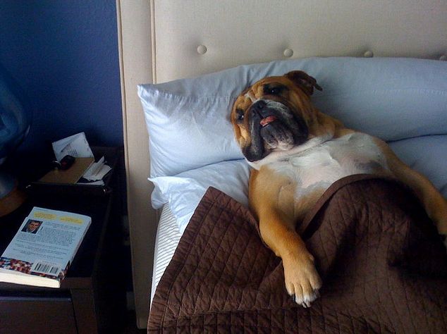 english-bulldog-sleep-in-bed