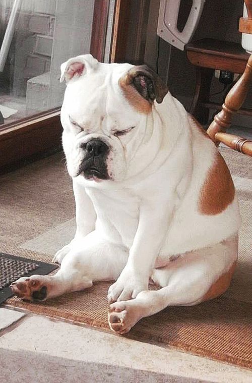 english-bulldog-sleep-sitting