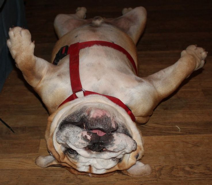 english bulldog sleeping on floor