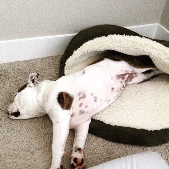 english bulldog sleeping puppy