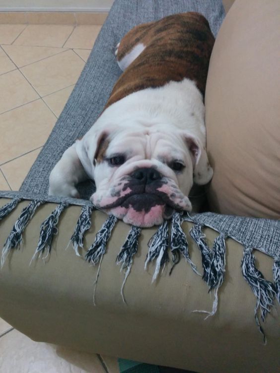 english bulldogs on couch