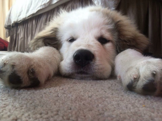 enormous paws pup