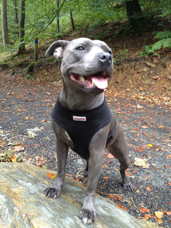 fall staffie dog pics