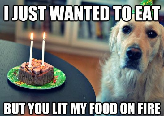 food dog meme