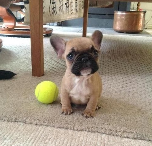 french bulldog ball