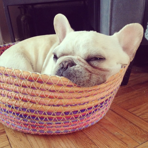 french bulldog dog