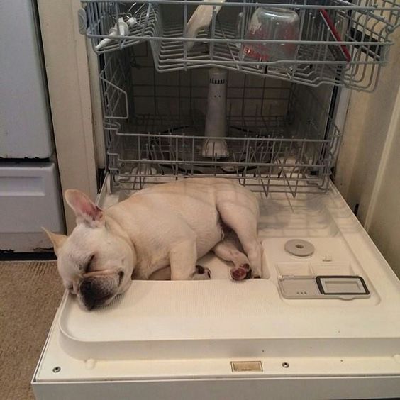 french bulldog nap time