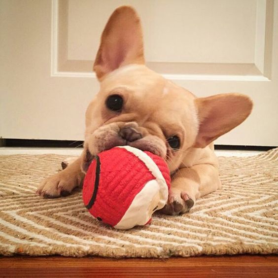 french-bulldog-playing