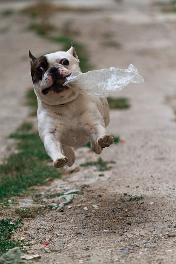 french-bulldog-running
