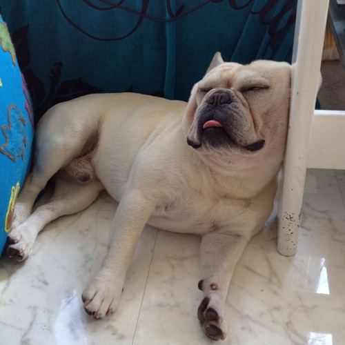 french bulldog sleep dog