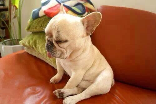 french bulldog sleeping sitting