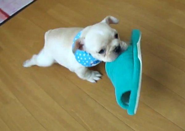 french-bulldog-slippers
